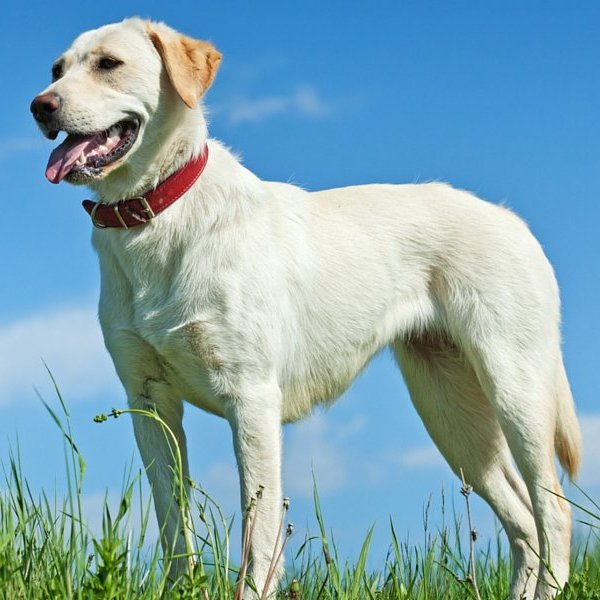 Egészséges súlyban lévő labrador