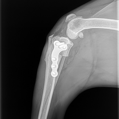 tplo