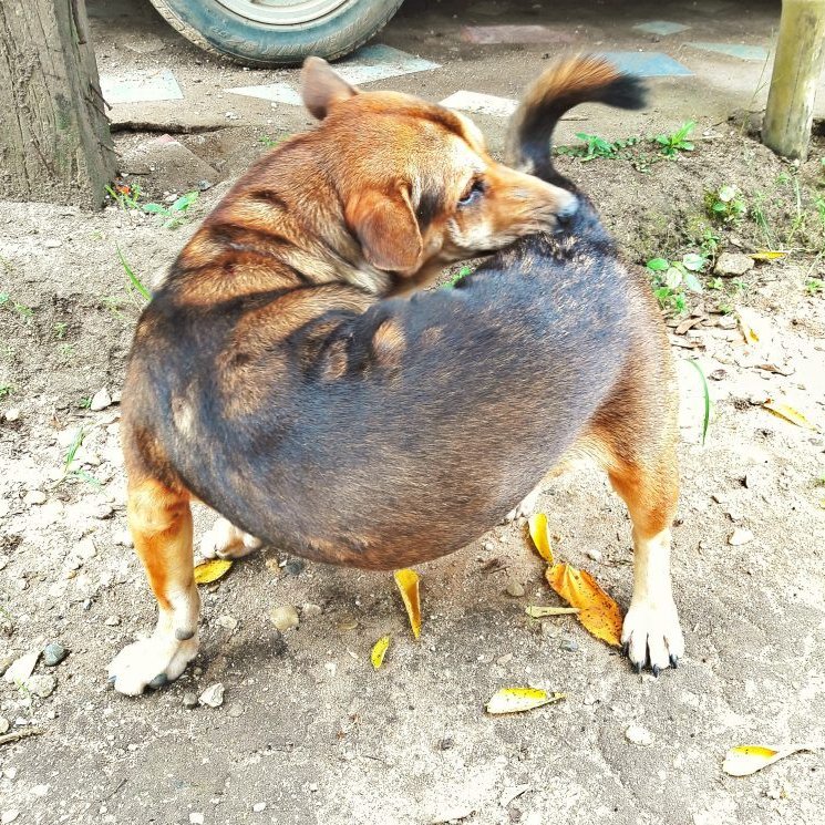 anybulldog.com_buzmirigymiatt_fenekethuzo_bulldogok