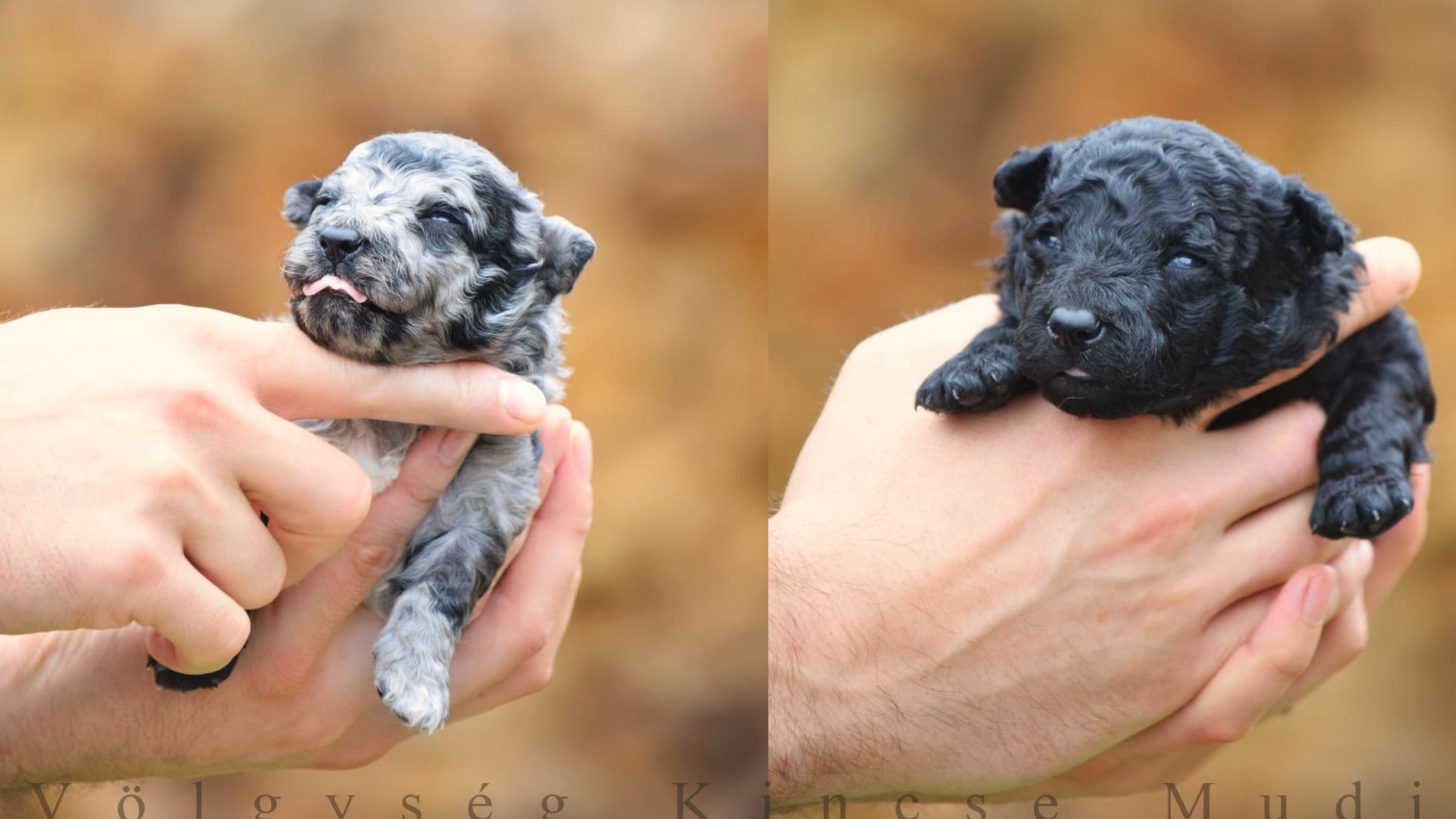 Kohajda Péter a Völgység Kincse Mudi Kennel tulajdonosának fotója
