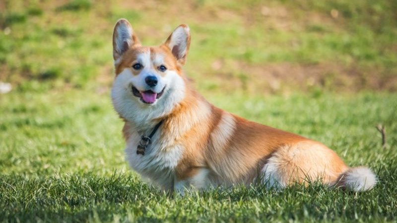 corgi