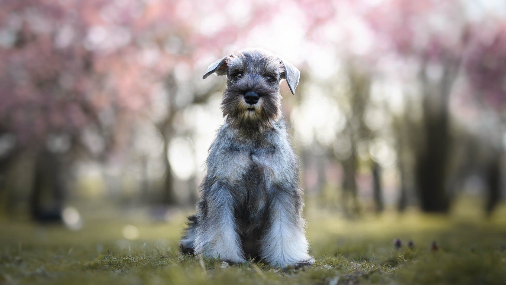 törpe schnauzer