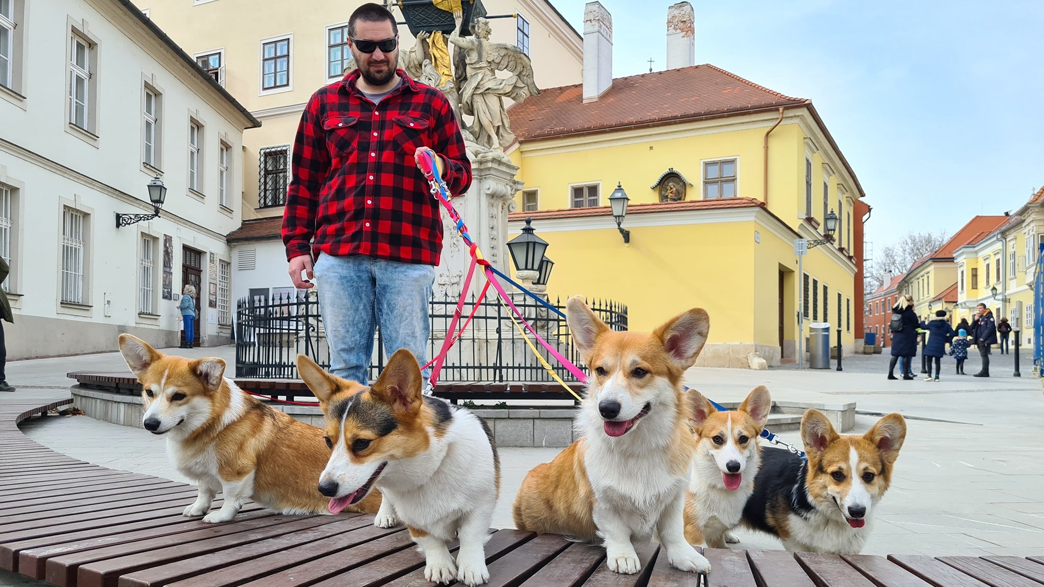 corgi család