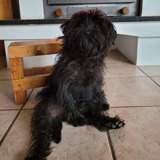 majompinscher ül egy szobában