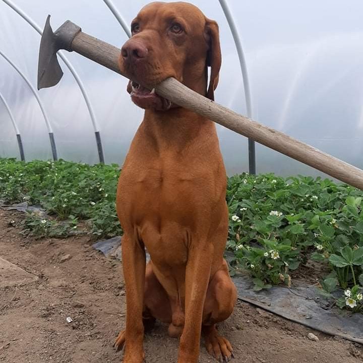 magyar vizsla ásóval a szájában