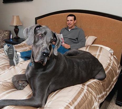 Giant George