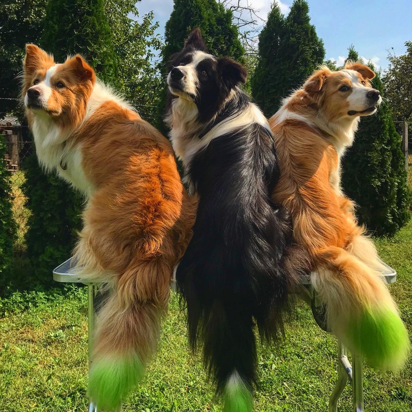 3 border collie hátulról zöld farokkal