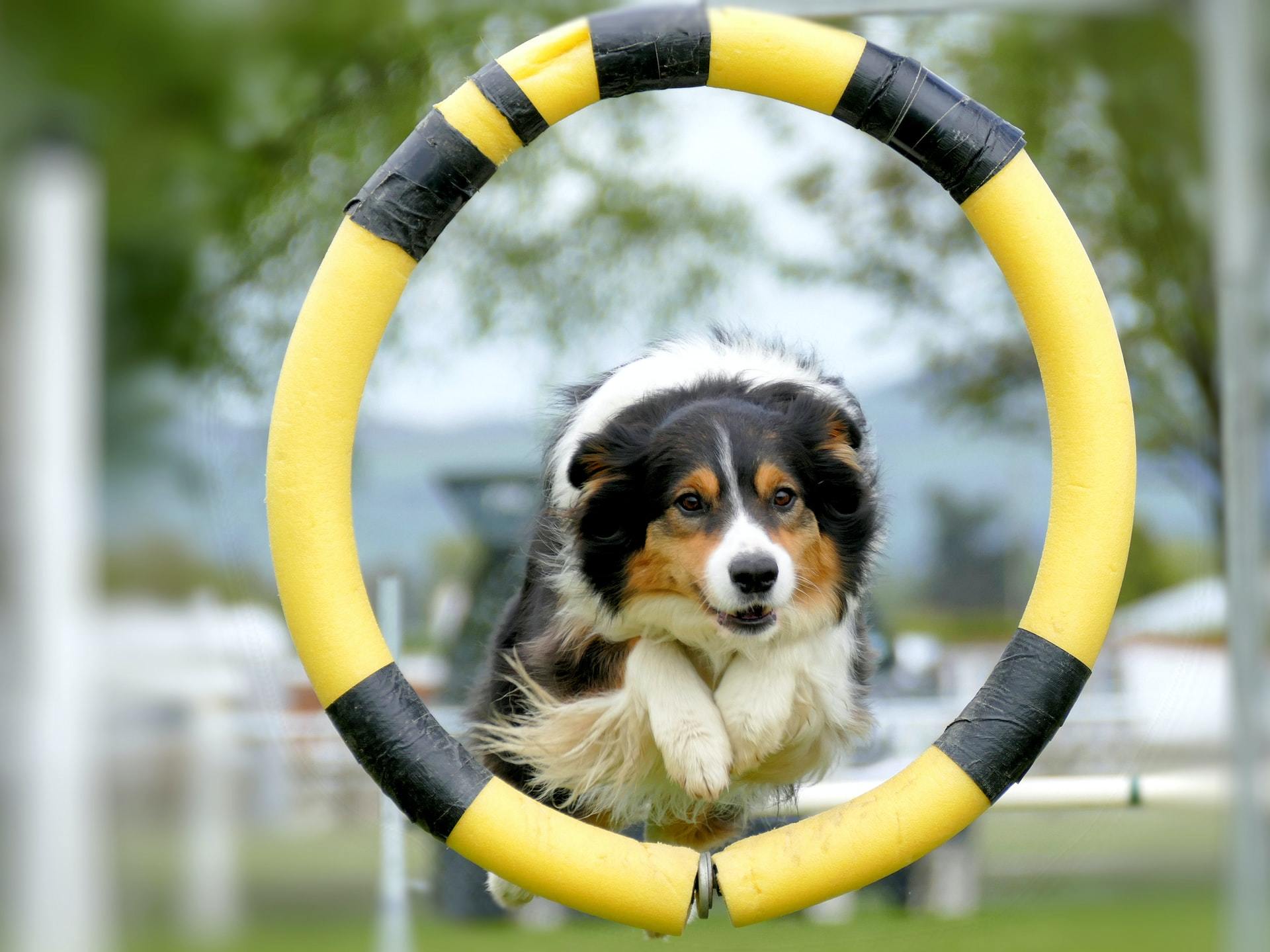 agility_Forrás:  firstvet.com