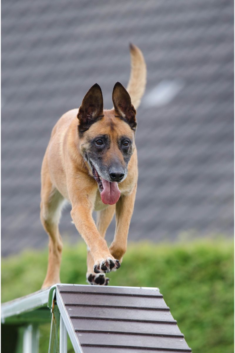 malinois akadályon