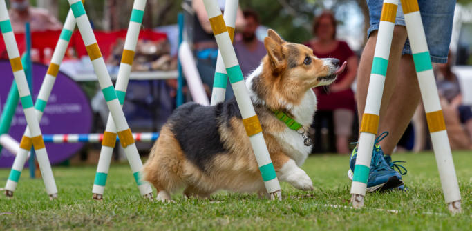 corgi agilityzik_forrás: mckaynine.co.za