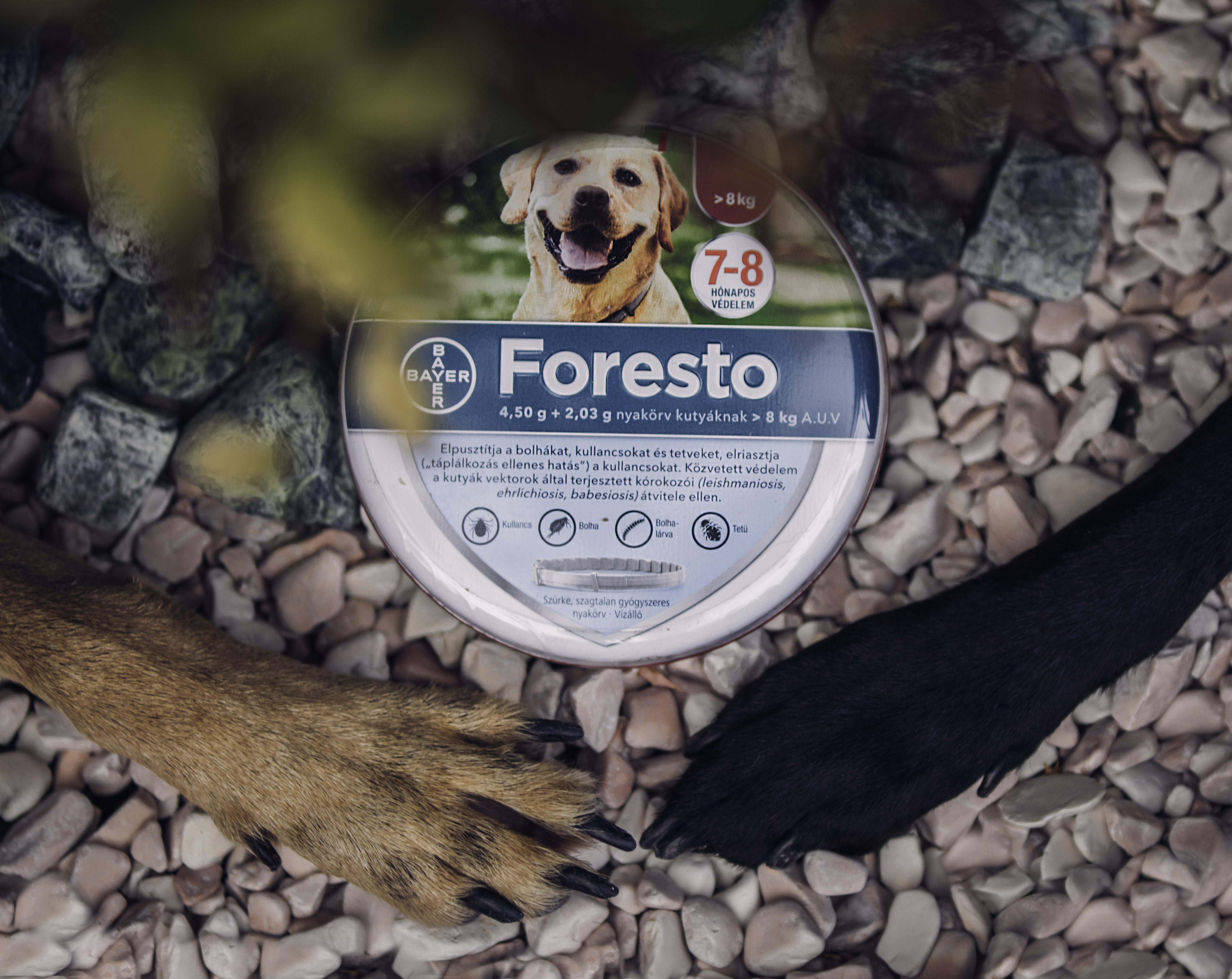 Foresto két kutya manccsal
