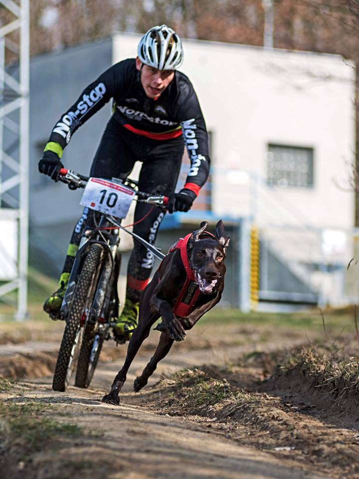 bikejöring