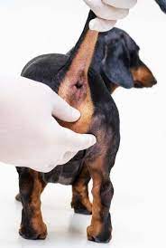 bűzmirigy_nyomás_dogtoptips.com