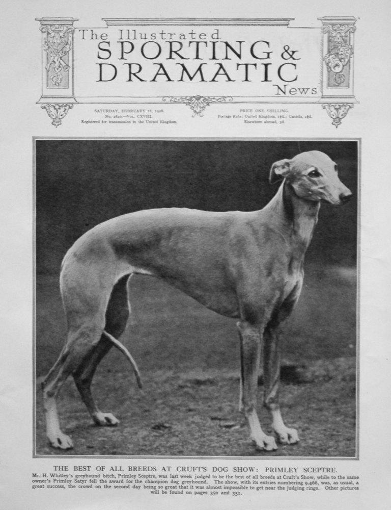 Forrás: greyhoundandwhippet.com