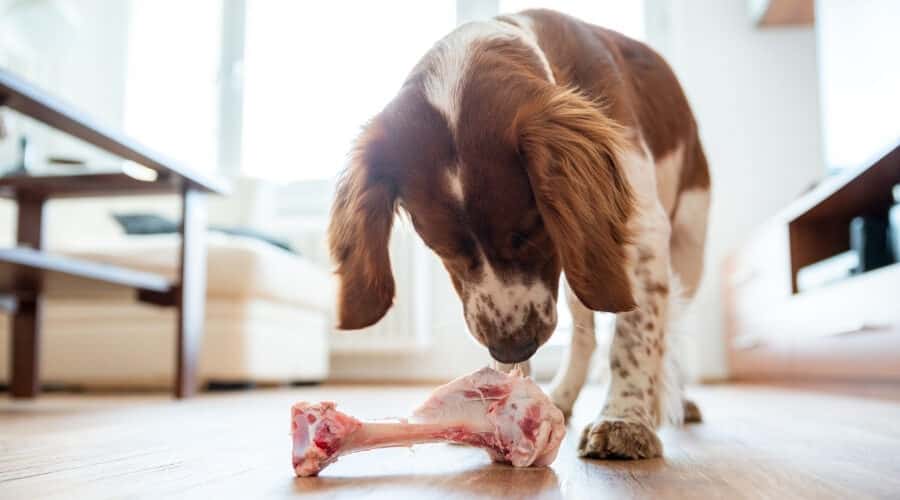 spániel nézegeti a csontot_forrás: loveyourdog.com
