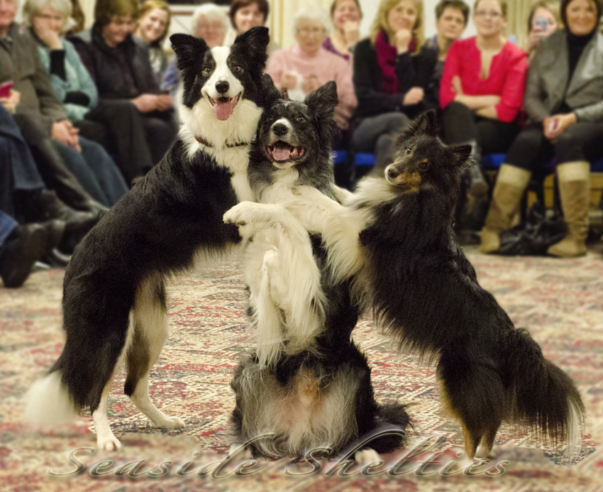 Mary Ray kutyái_seasideshelties.wordress.com