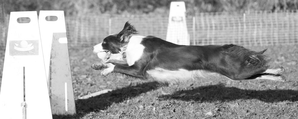 flyball
