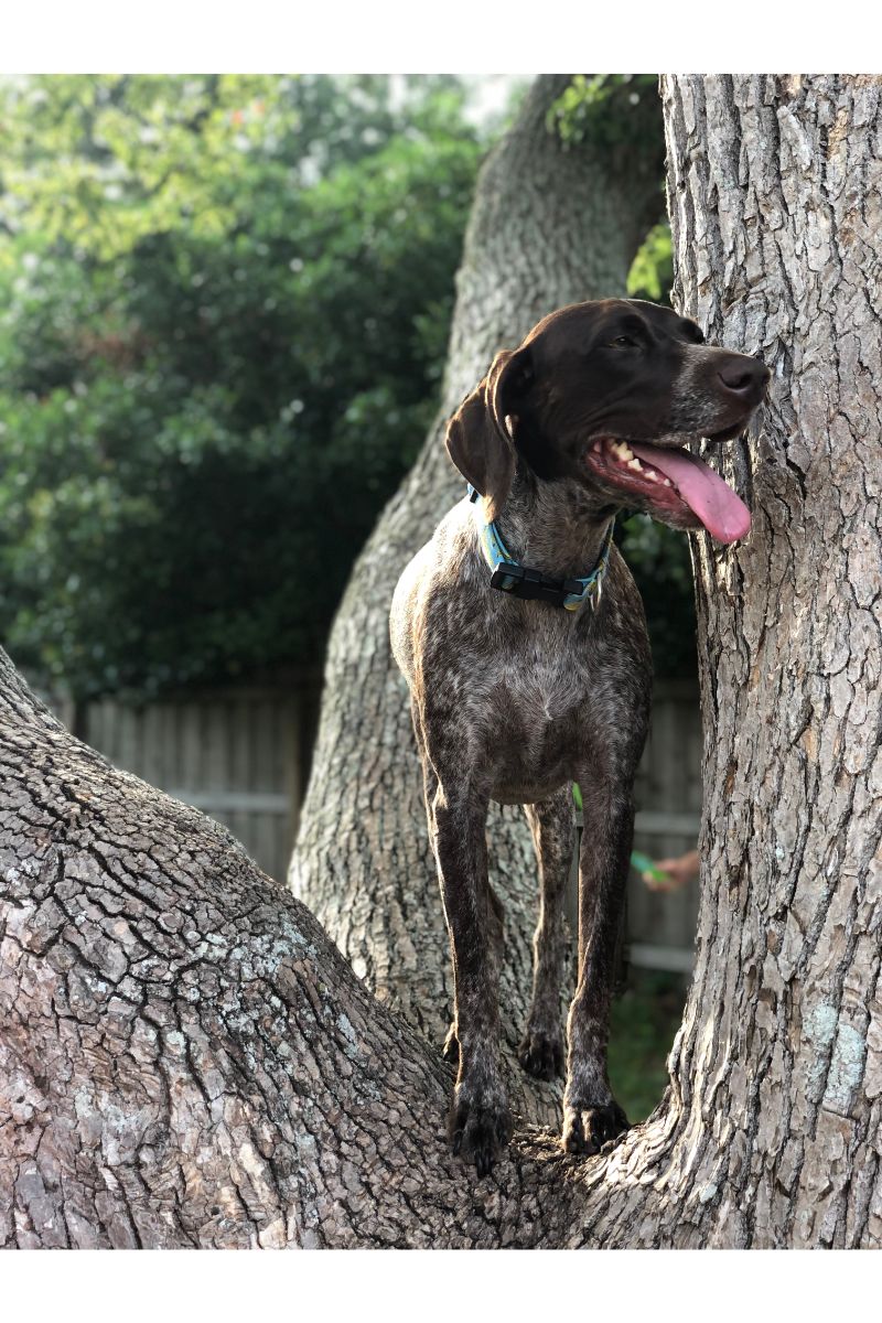 német vizsla