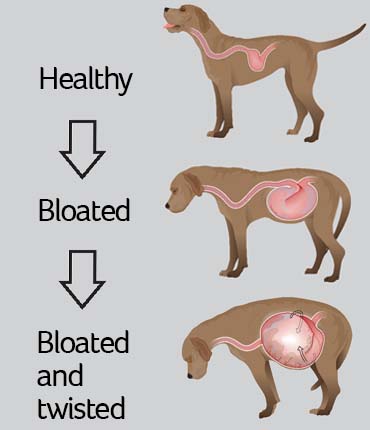 gyomorcsavarodás_forrás: pdsa.org.uk