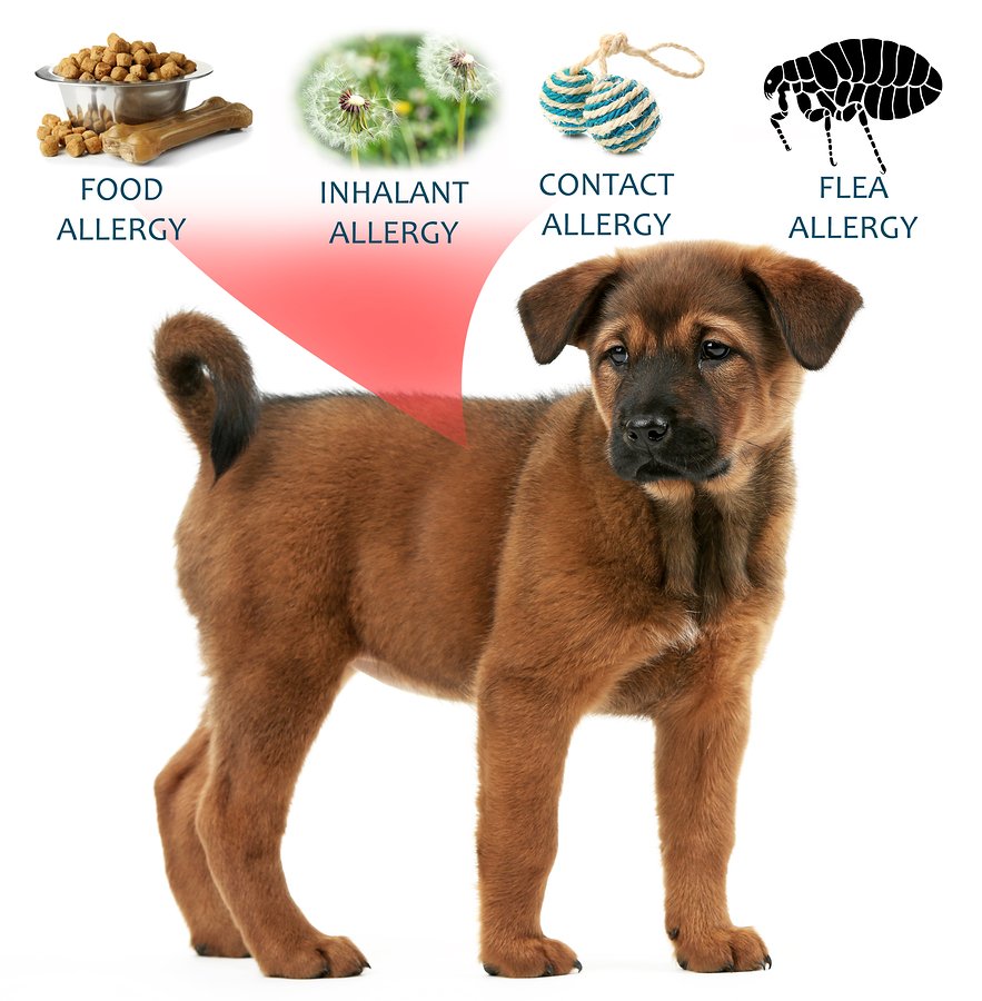 A leggyakoribb allergének kutyáknál_forrás: www.tuftsyourdog.com