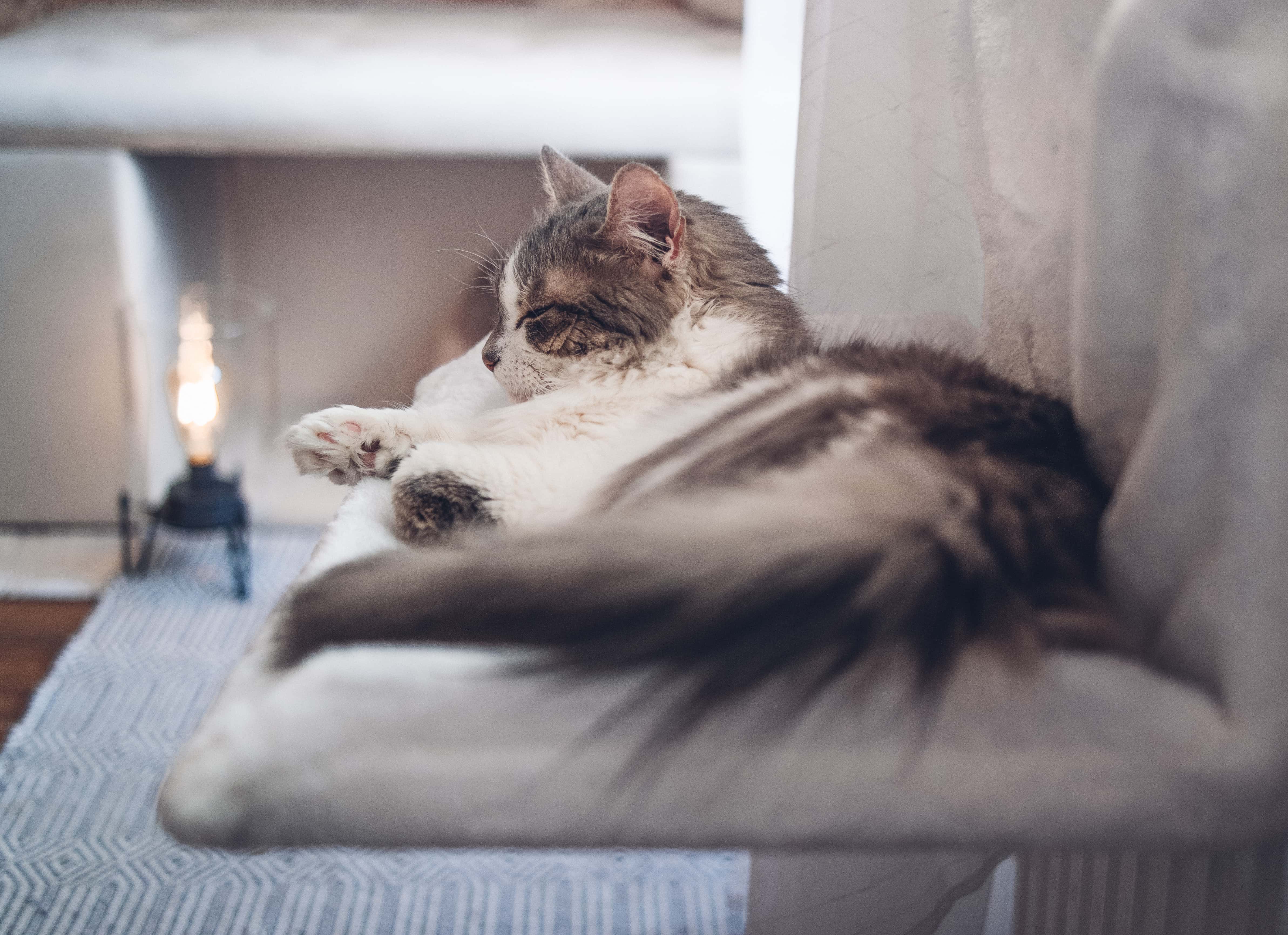 macska radiátorra akasztható trixie fekhelyben