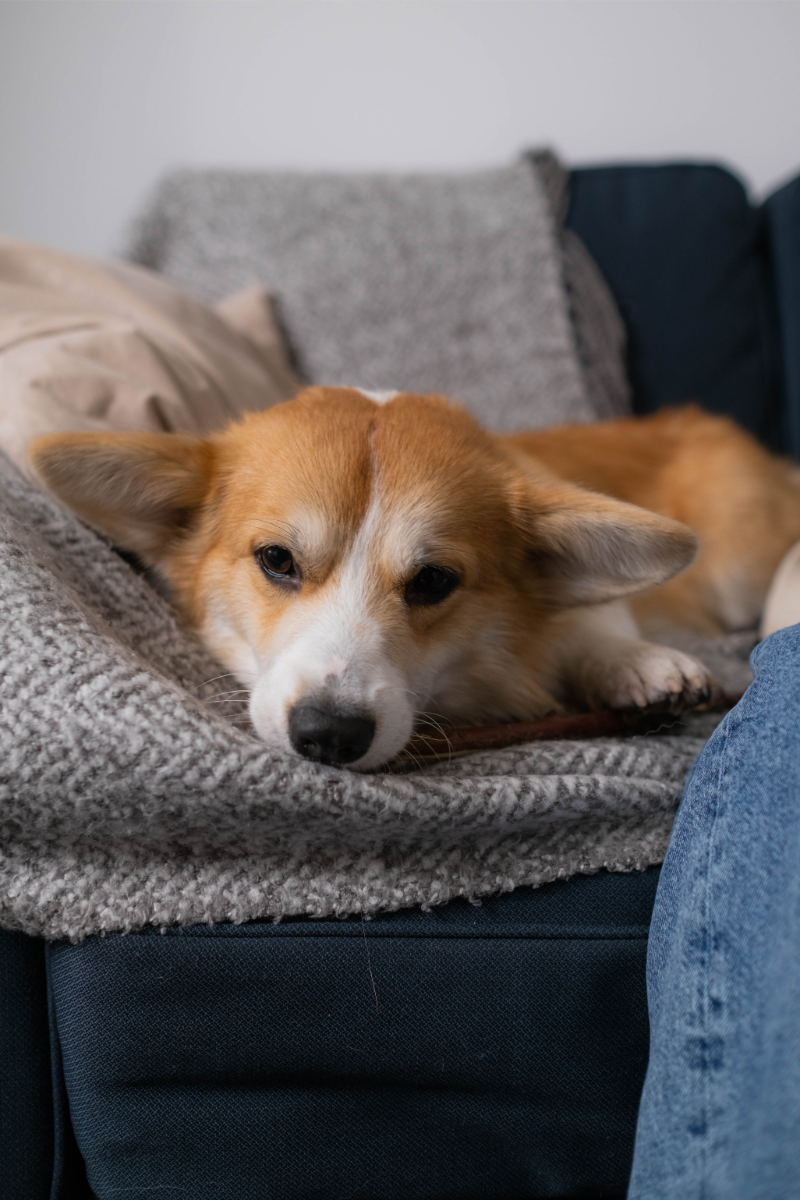 corgi