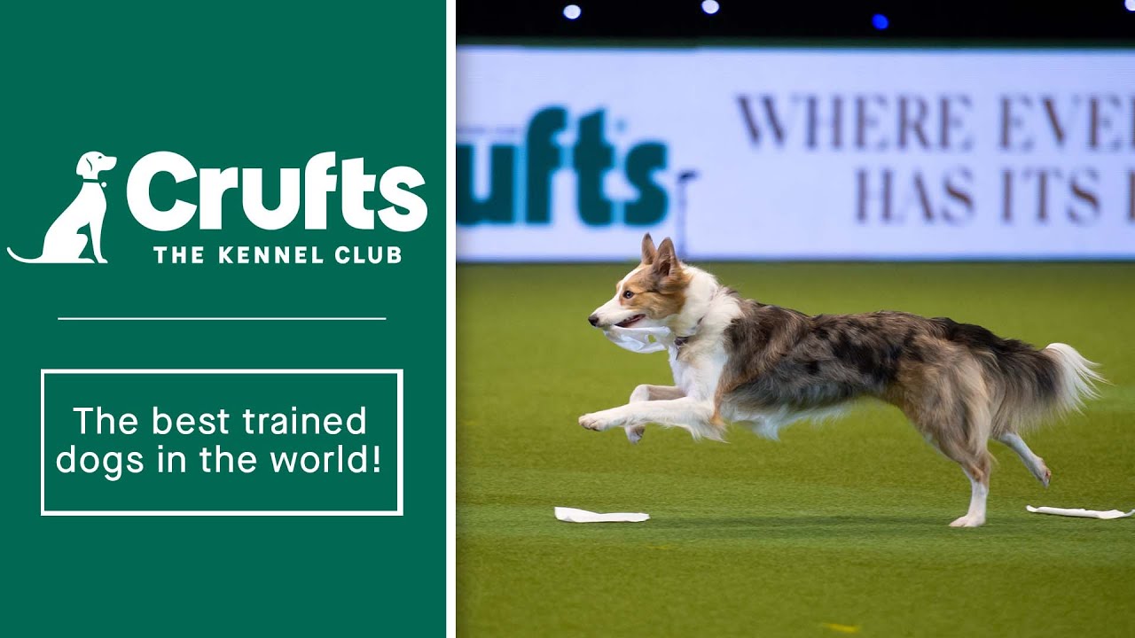 Crufts obedience