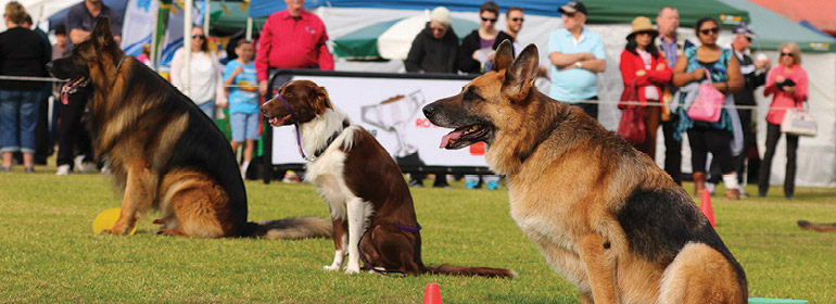 Engedelmes verseny_forrás: dogsnsw.org.au