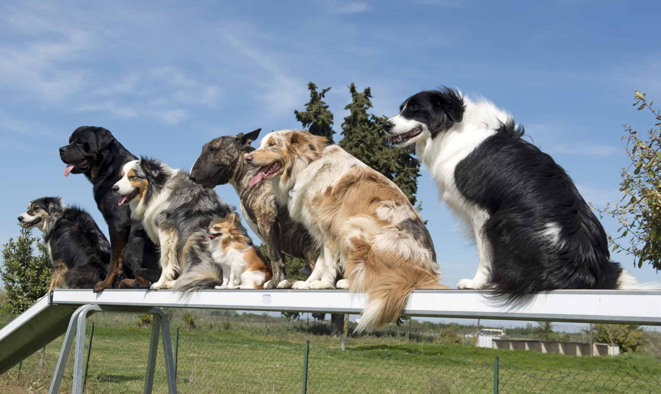 kutya csapat_highlandcaninetraining.com