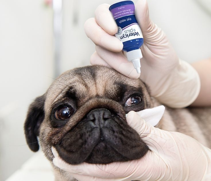 mopsz szembetegség