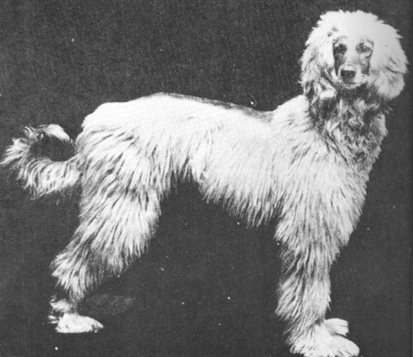 instituteofcaninebiology.org_Zardin