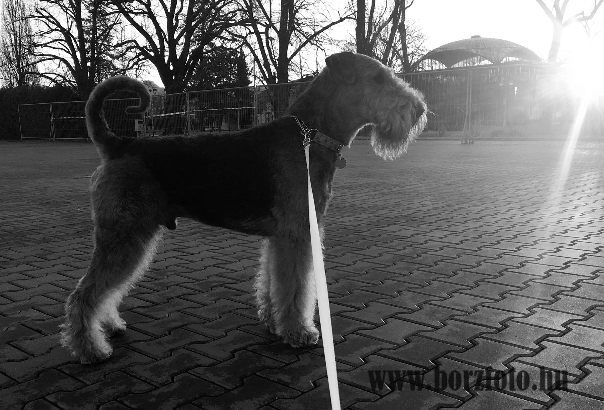 airedale terrier
