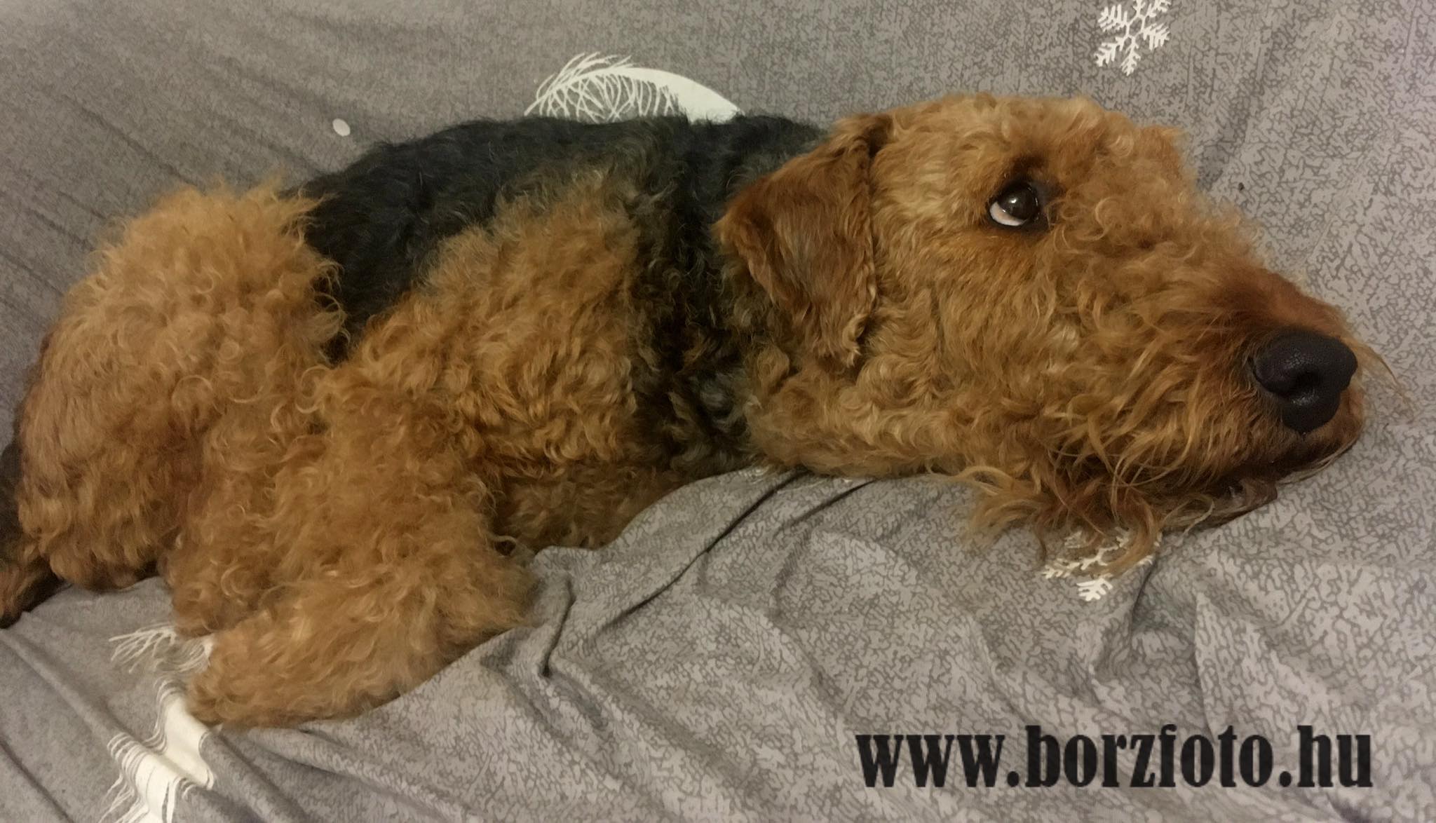 airedale terrier