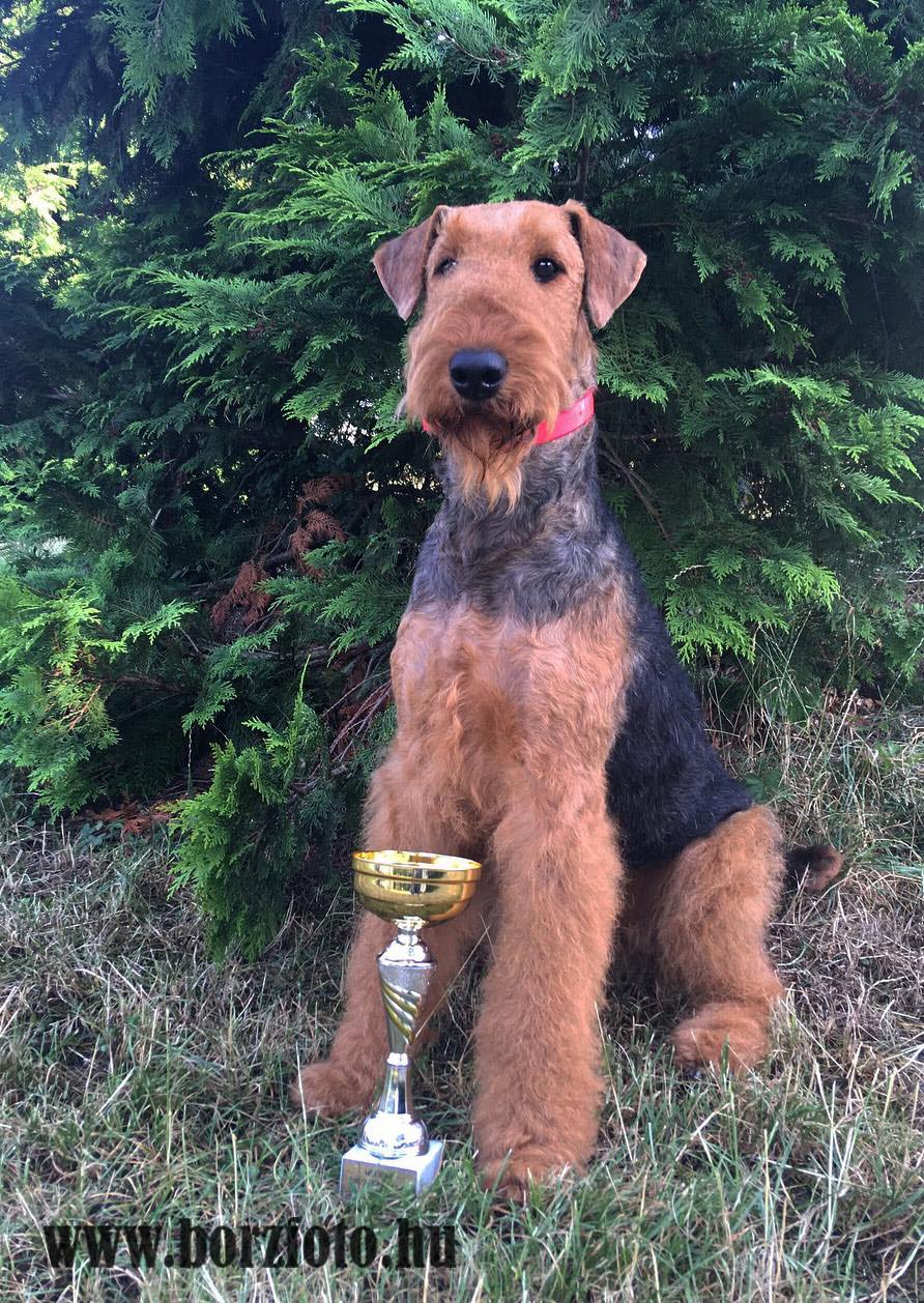airedale terrier