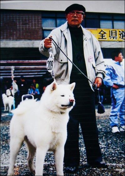 Morie Sawataishi akita inu