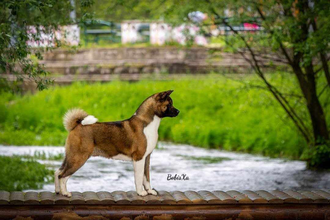 amerikai akita
