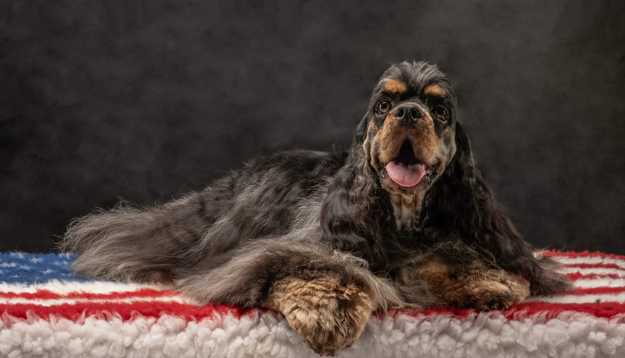 Tankovics Kornélia a KoriCockers Kennel tulajdonosának fotója