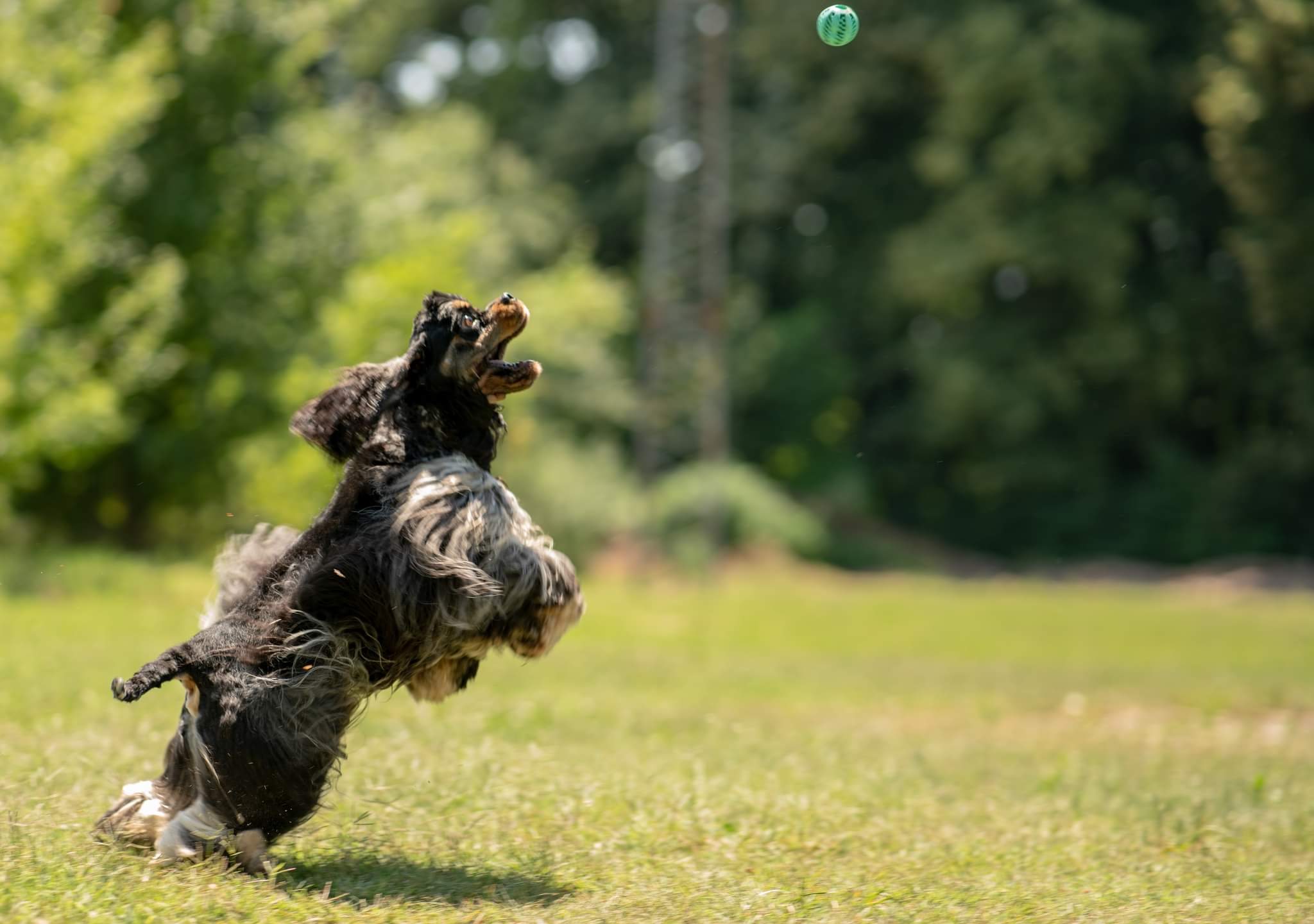 Tankovics Kornélia a KoriCockers Kennel tulajdonosának fotója