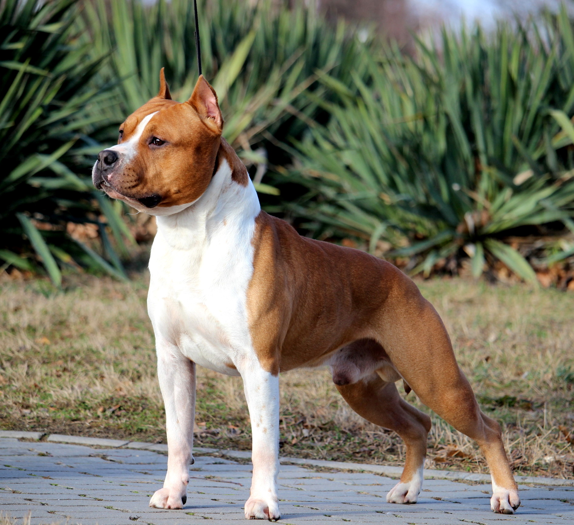Amstaff