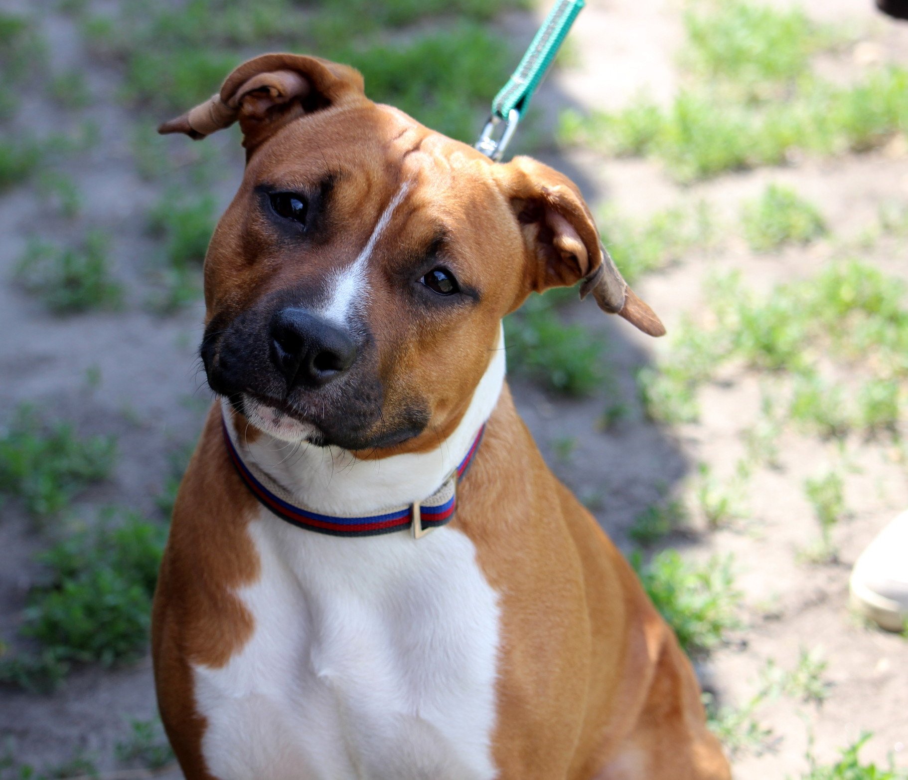 amstaff
