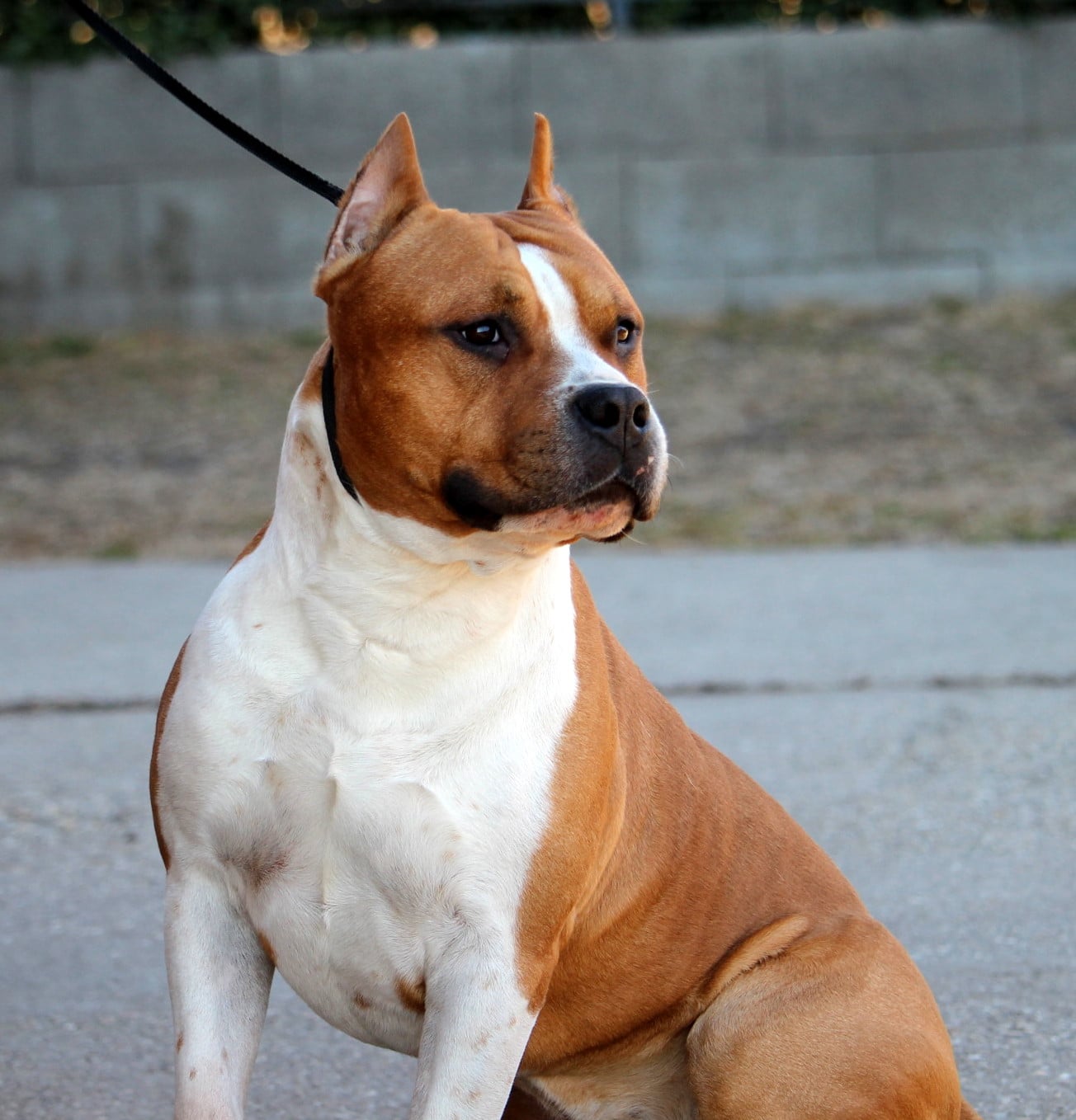staffi