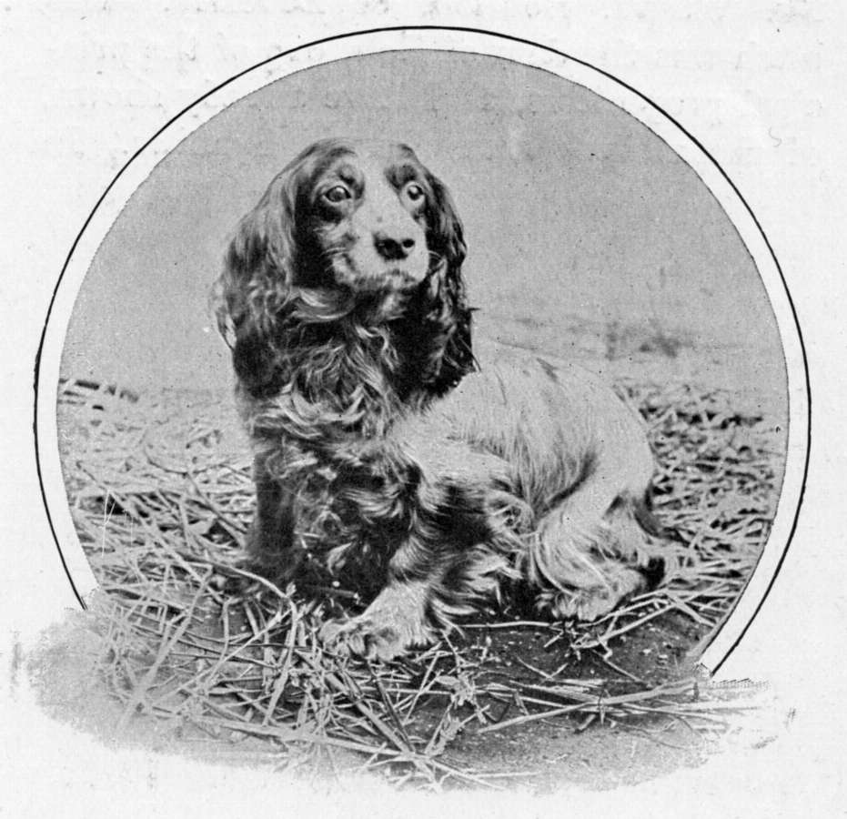 1880. Sandy Obo spániel