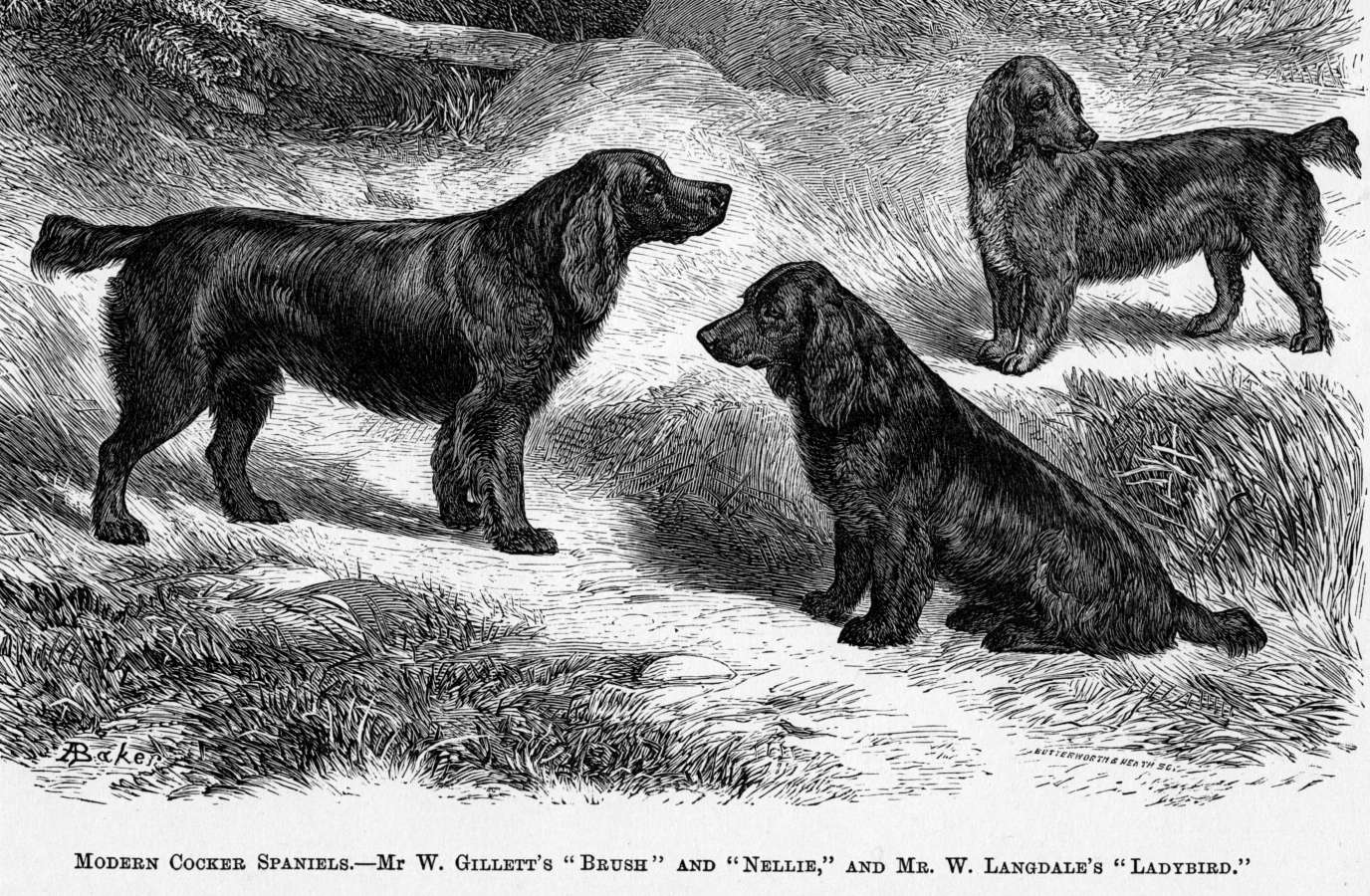 1874. Cocker Spánielek_forrás_janedogs.com