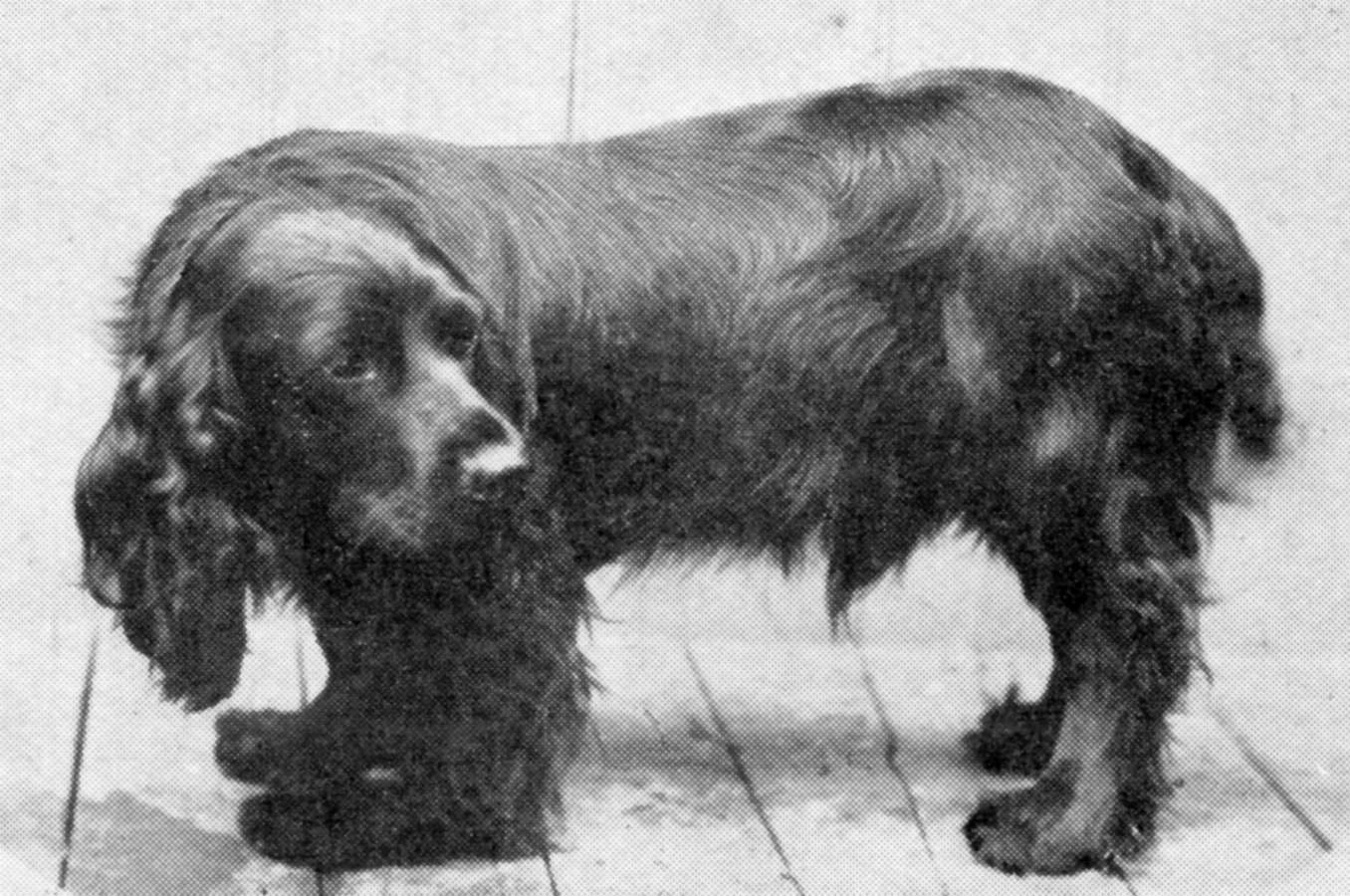 janedogs.com_Ted Obo