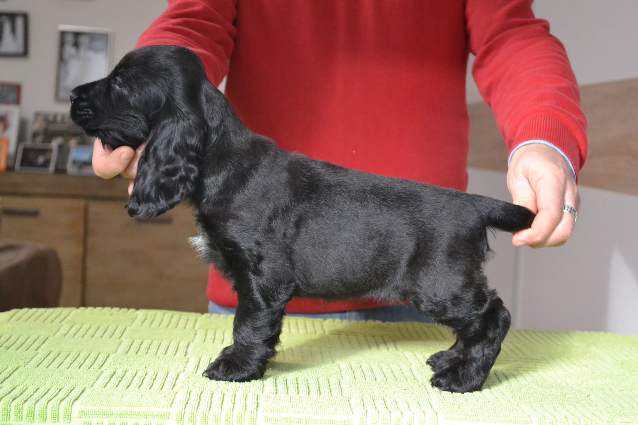 Lukács Nóra a Big City Life kennel tulajdonosának fotója