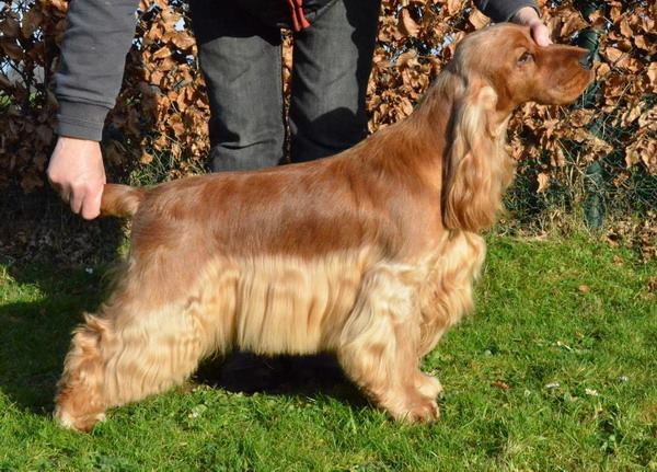 Lukács Nóra a Big City Life kennel tulajdonosának fotója