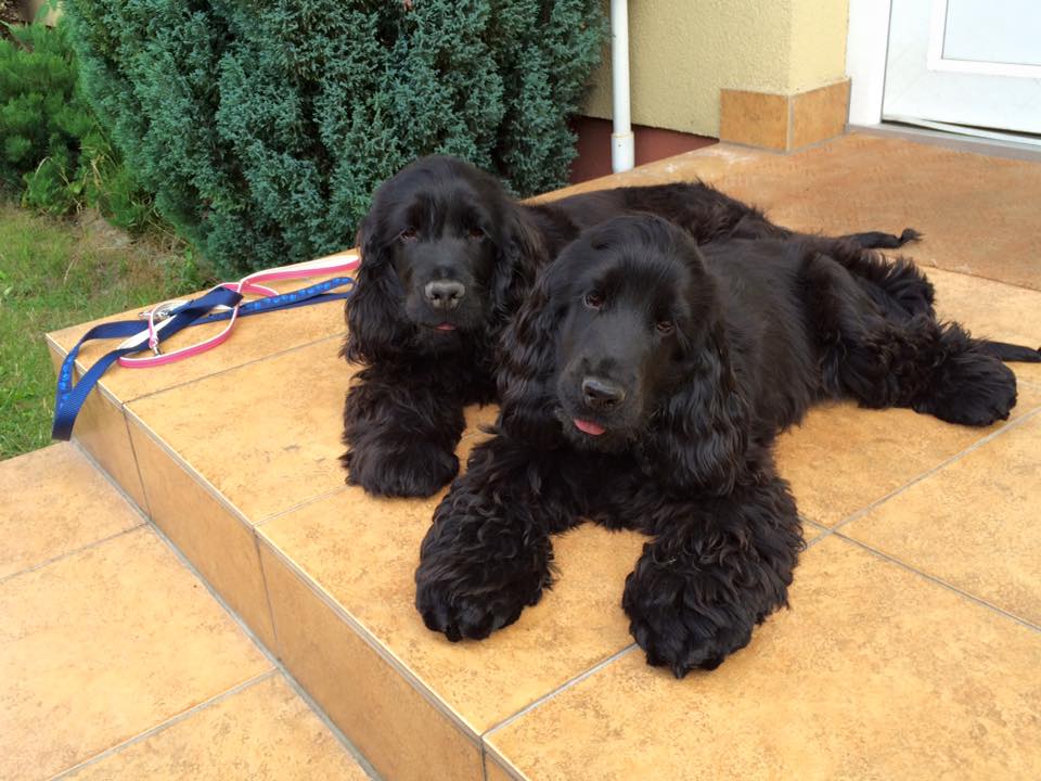 Lukács Nóra a Big City Life kennel tulajdonosának fotója