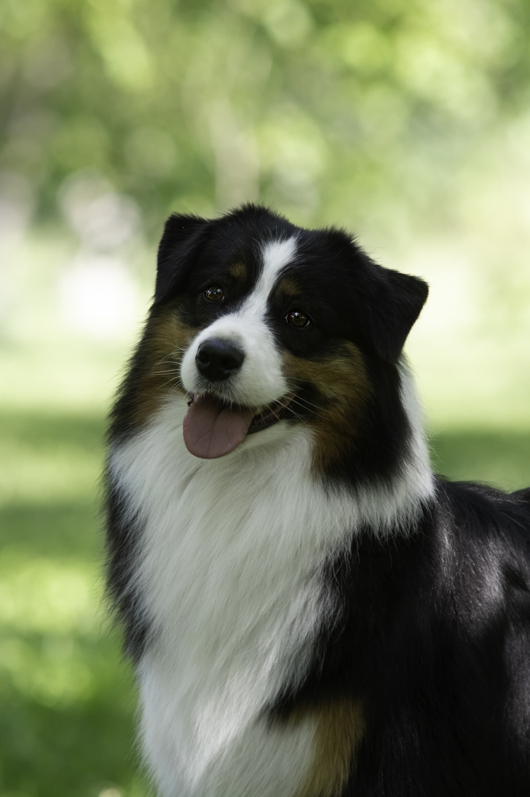 A Skyron kennel fotója