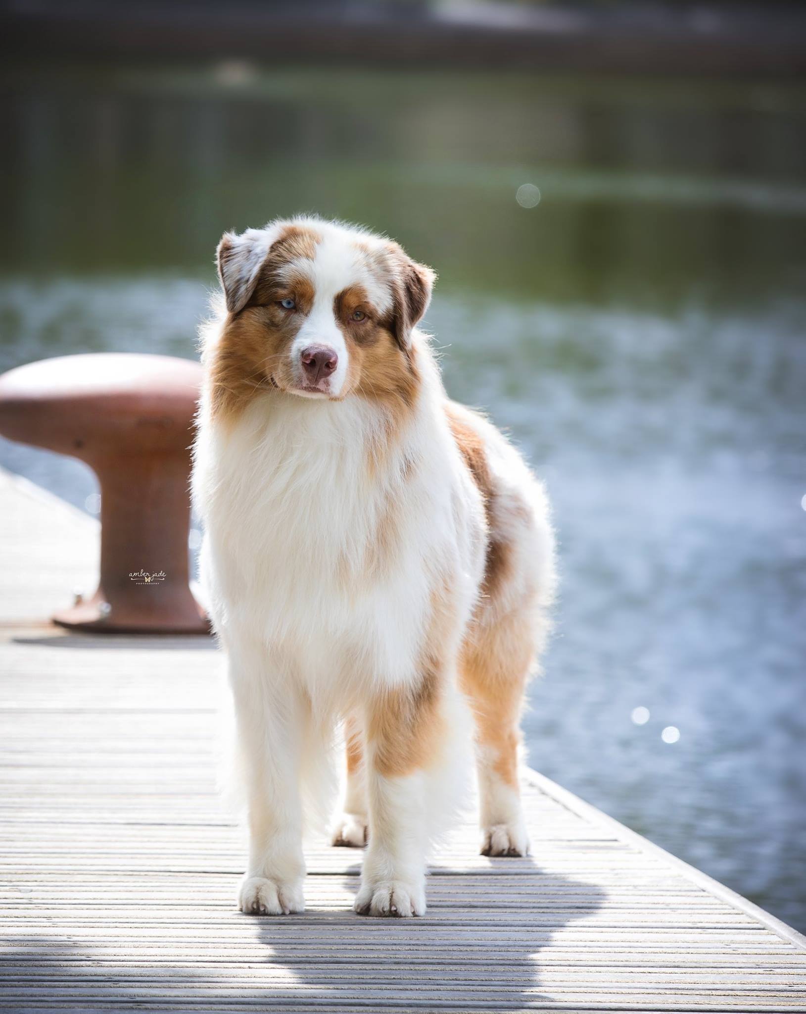 A Skyron kennel fotója