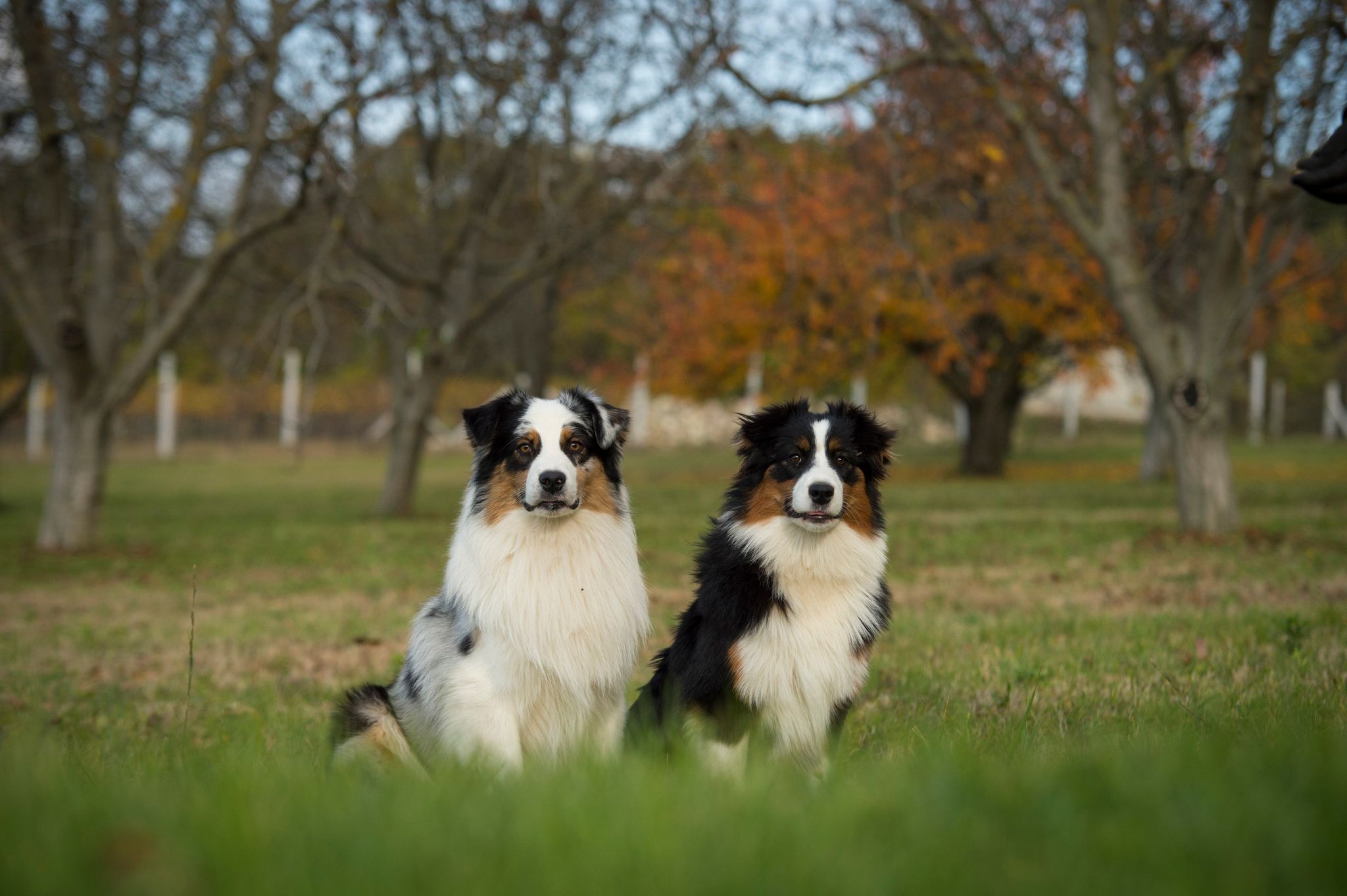 A Skyron kennel fotója